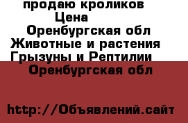 продаю кроликов  › Цена ­ 400 - Оренбургская обл. Животные и растения » Грызуны и Рептилии   . Оренбургская обл.